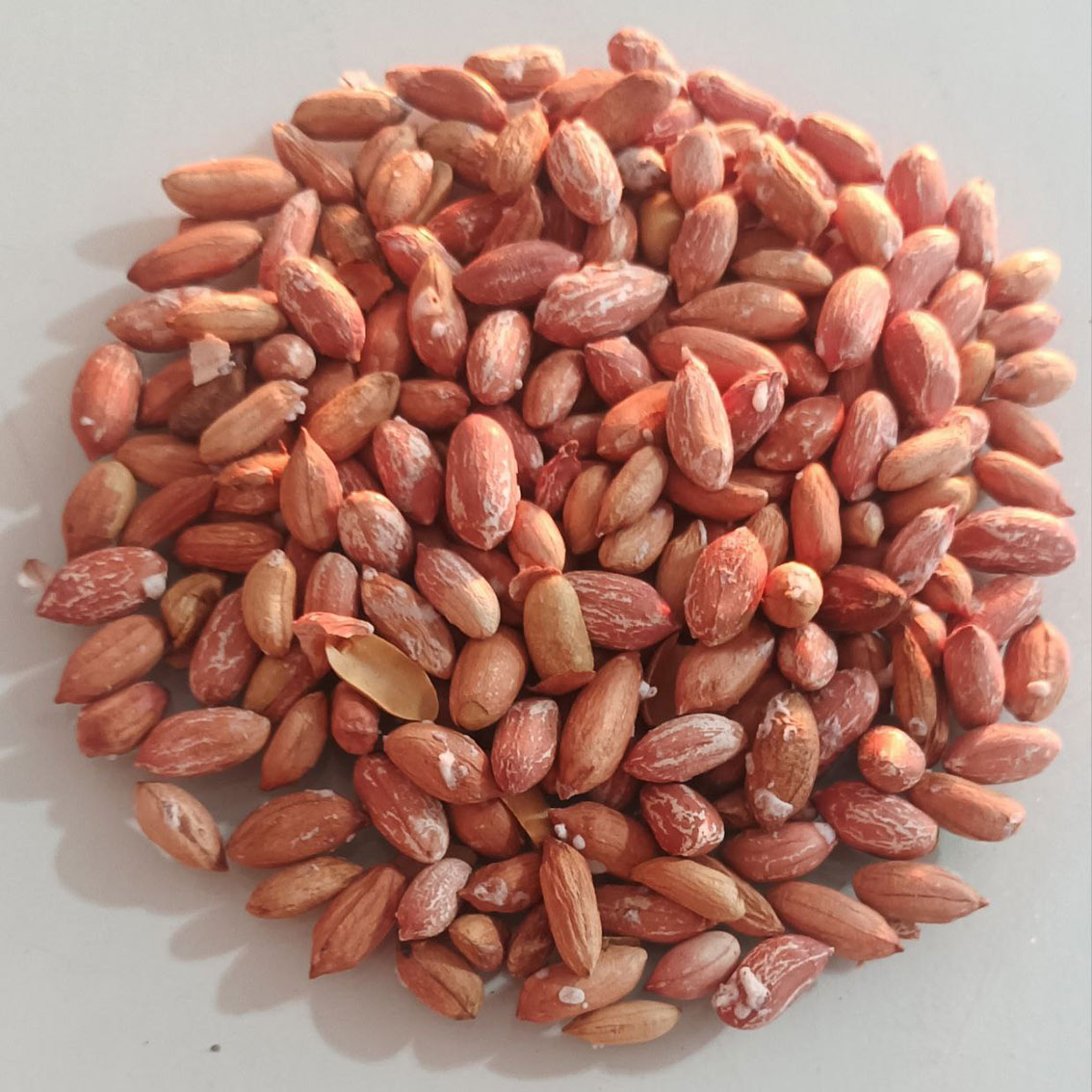 تصویر بادام زمینی ریز آستانه 